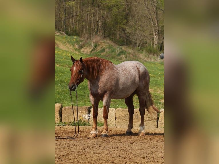 Arbeitspferd Mix Wallach 5 Jahre Roan-Red in Millersburg
