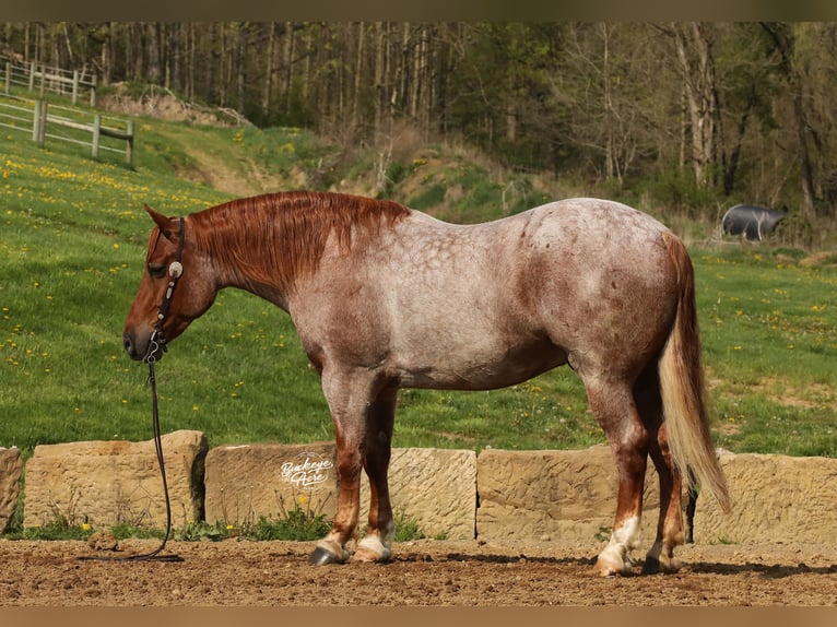 Arbeitspferd Mix Wallach 5 Jahre Roan-Red in Millersburg