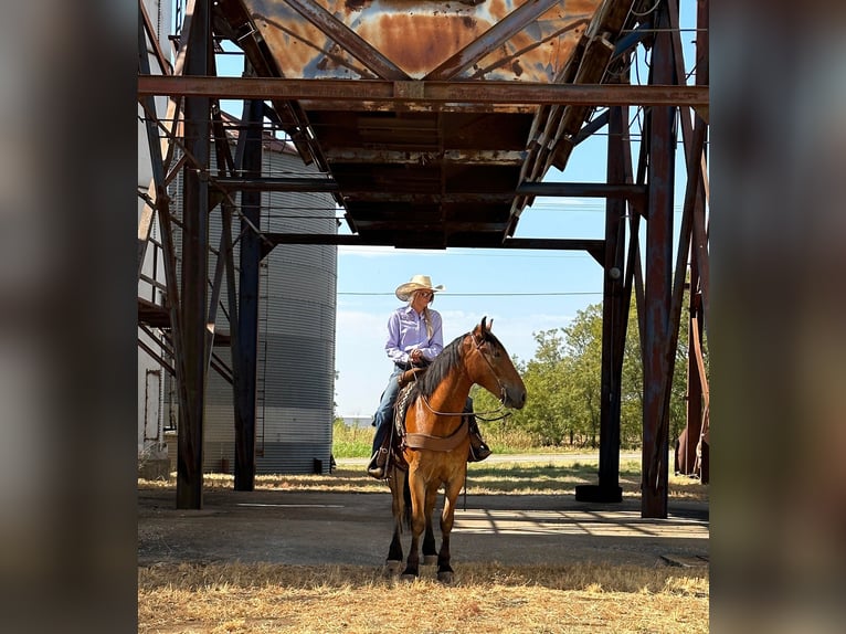 Arbeitspferd Wallach 5 Jahre Rotbrauner in Jacksboro TX