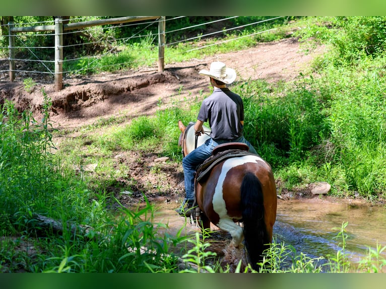 Arbeitspferd Mix Wallach 5 Jahre Schecke in Needmore
