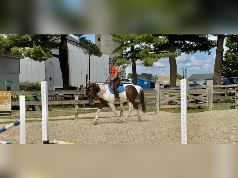 Arbeitspferd Wallach 5 Jahre Schecke in Gap