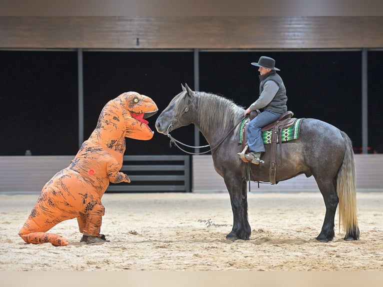 Arbeitspferd Mix Wallach 5 Jahre Schimmel in Fairbank, IA