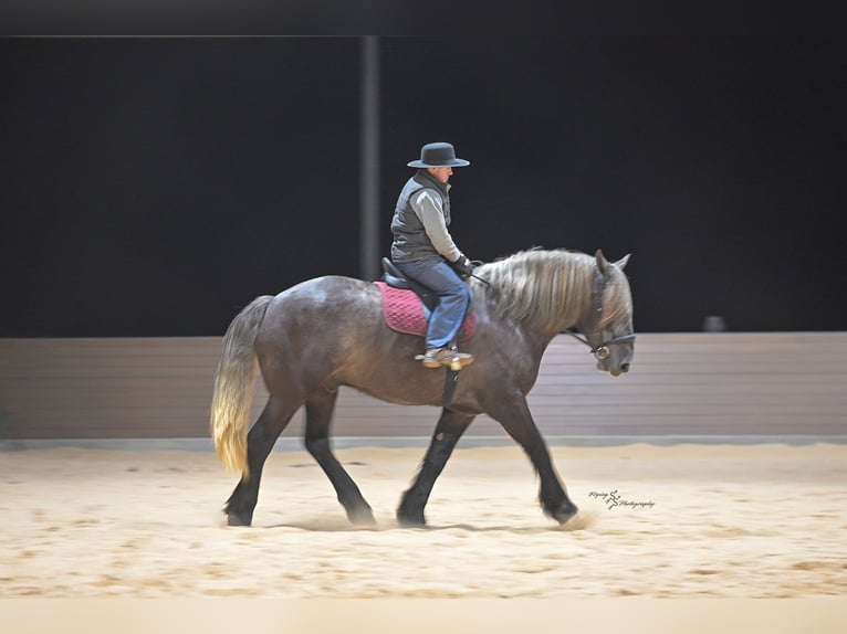 Arbeitspferd Mix Wallach 5 Jahre Schimmel in Fairbank, IA