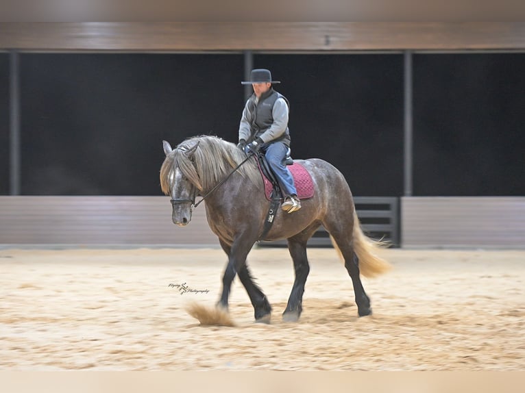 Arbeitspferd Mix Wallach 5 Jahre Schimmel in Fairbank, IA