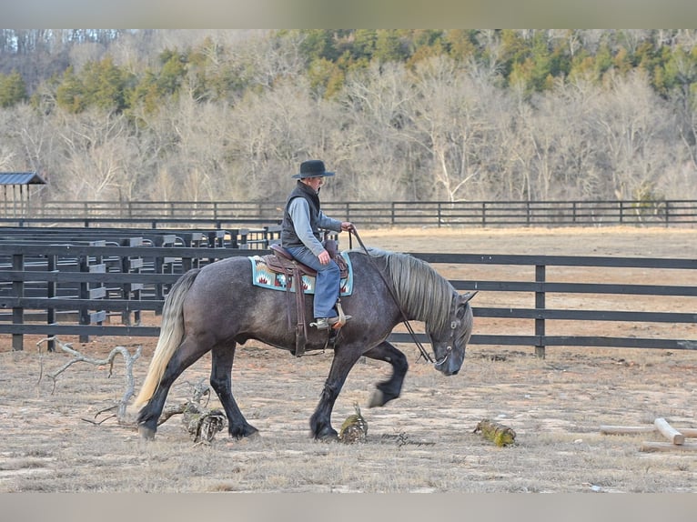 Arbeitspferd Mix Wallach 5 Jahre Schimmel in Fairbank, IA