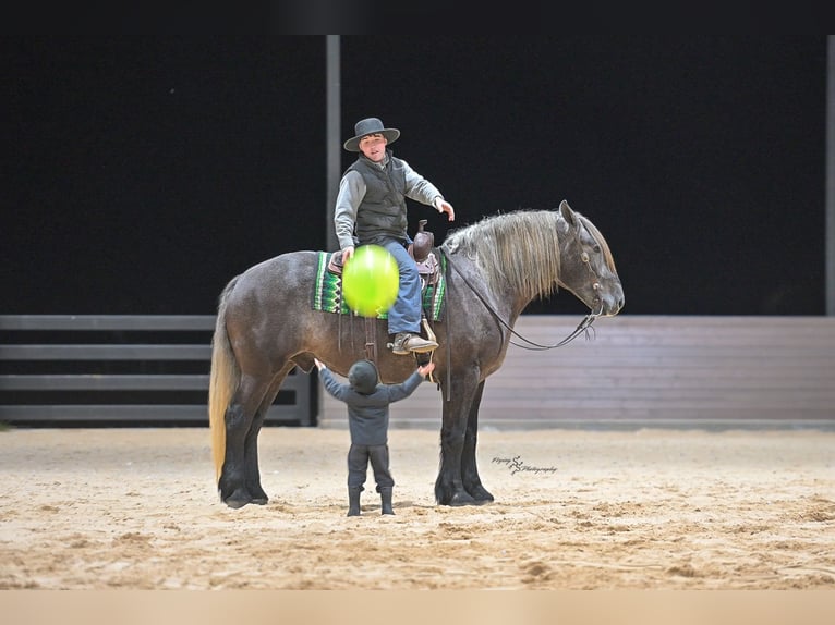 Arbeitspferd Mix Wallach 5 Jahre Schimmel in Fairbank, IA