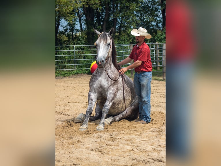 Arbeitspferd Mix Wallach 5 Jahre Schimmel in Independence