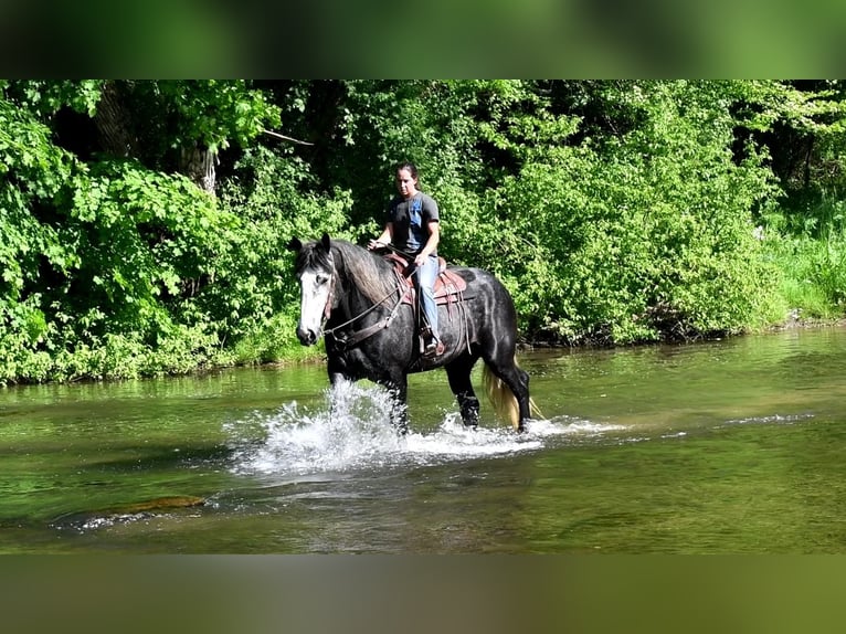Arbeitspferd Mix Wallach 5 Jahre Schimmel in Rebersburg, PA