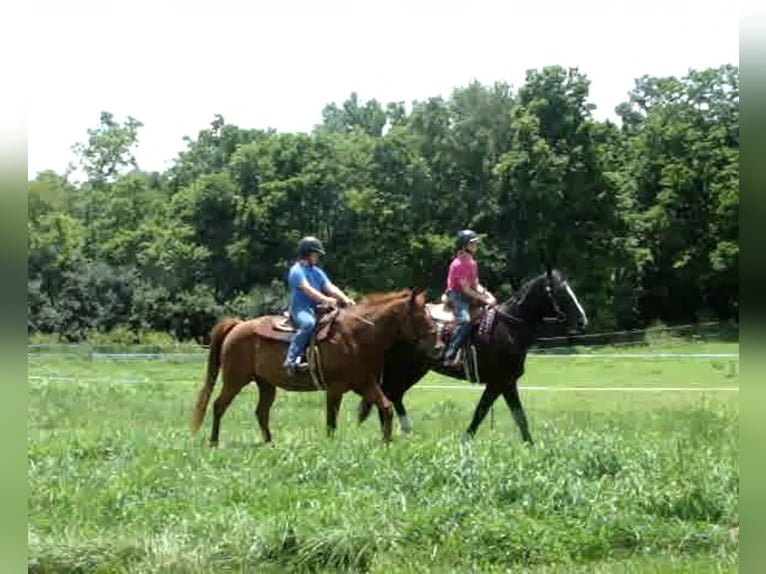 Arbeitspferd Wallach 5 Jahre Tobiano-alle-Farben in Lexington, Ky