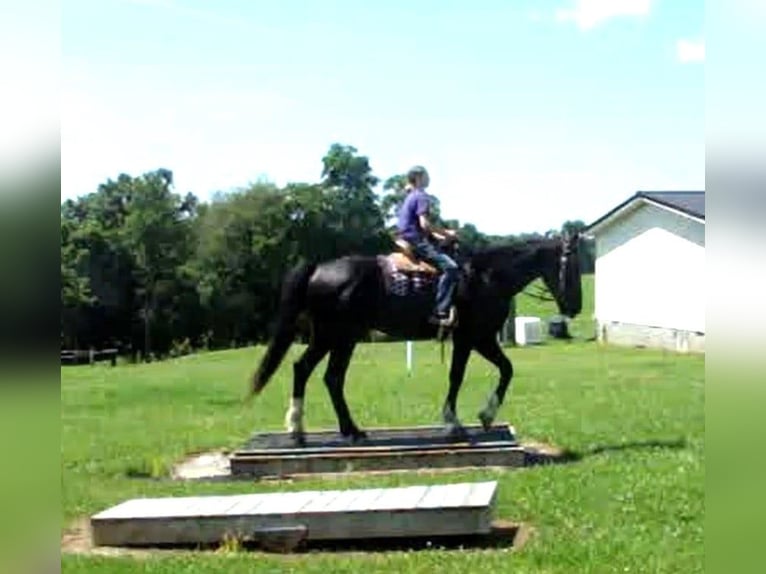 Arbeitspferd Wallach 5 Jahre Tobiano-alle-Farben in Lexington, Ky
