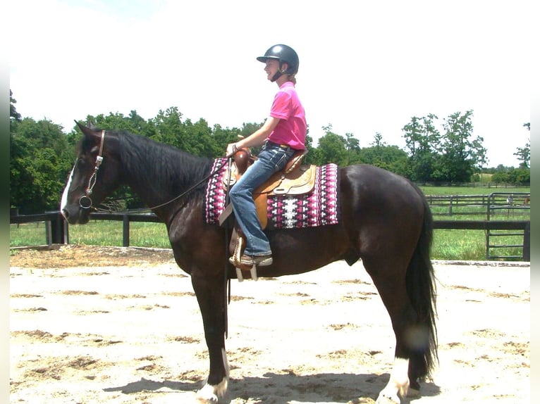 Arbeitspferd Wallach 5 Jahre Tobiano-alle-Farben in Lexington, Ky