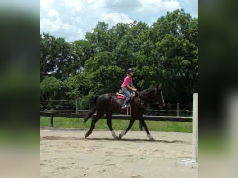 Arbeitspferd Wallach 5 Jahre Tobiano-alle-Farben in Lexington, Ky