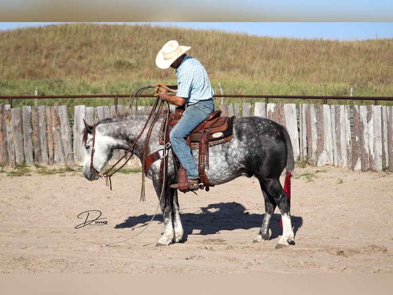 Arbeitspferd Mix Wallach 6 Jahre 142 cm Schimmel in Thedford