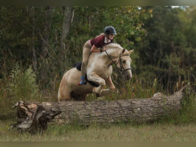 Arbeitspferd Mix Wallach 6 Jahre 147 cm Schecke in Clover