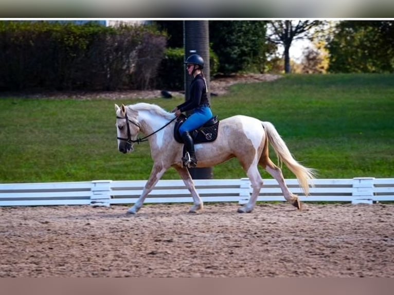 Arbeitspferd Mix Wallach 6 Jahre 147 cm Schecke in Clover
