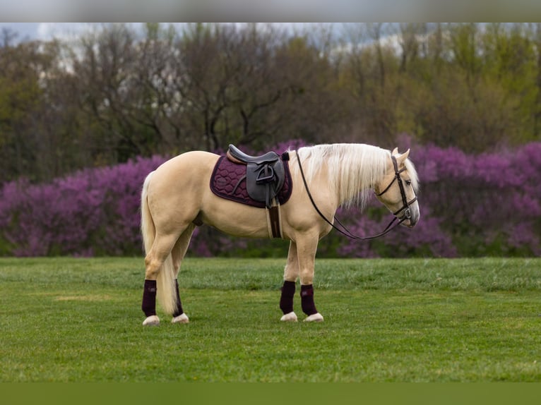 Arbeitspferd Wallach 6 Jahre 147 cm in Ocala FL