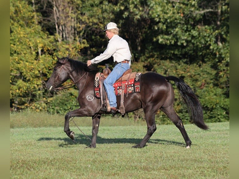 Arbeitspferd Wallach 6 Jahre 150 cm Rappe in Brodhead, Ky