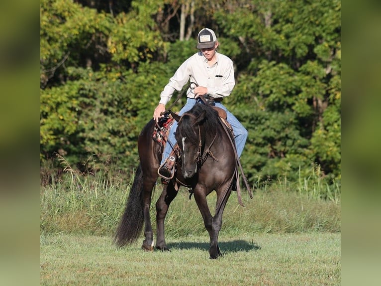 Arbeitspferd Wallach 6 Jahre 150 cm Rappe in Brodhead, Ky