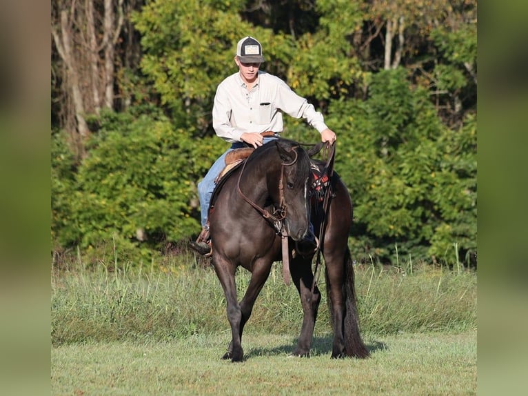 Arbeitspferd Wallach 6 Jahre 150 cm Rappe in Brodhead, Ky