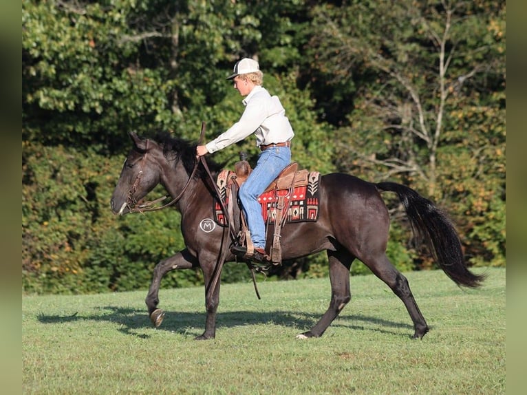 Arbeitspferd Wallach 6 Jahre 150 cm Rappe in Brodhead, Ky