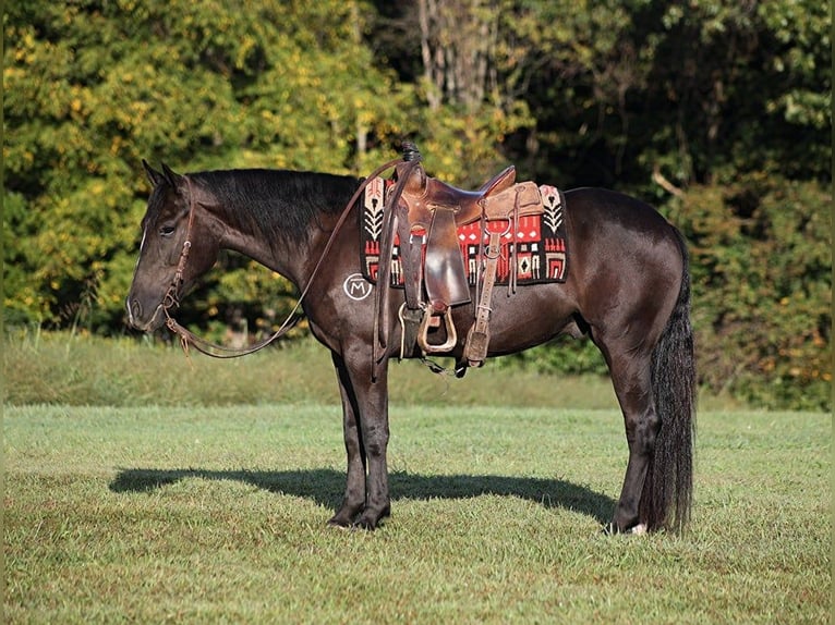 Arbeitspferd Wallach 6 Jahre 150 cm Rappe in Brodhead, Ky