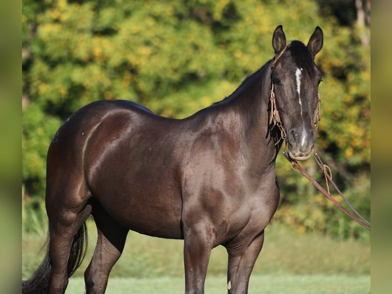 Arbeitspferd Wallach 6 Jahre 150 cm Rappe in Brodhead, Ky