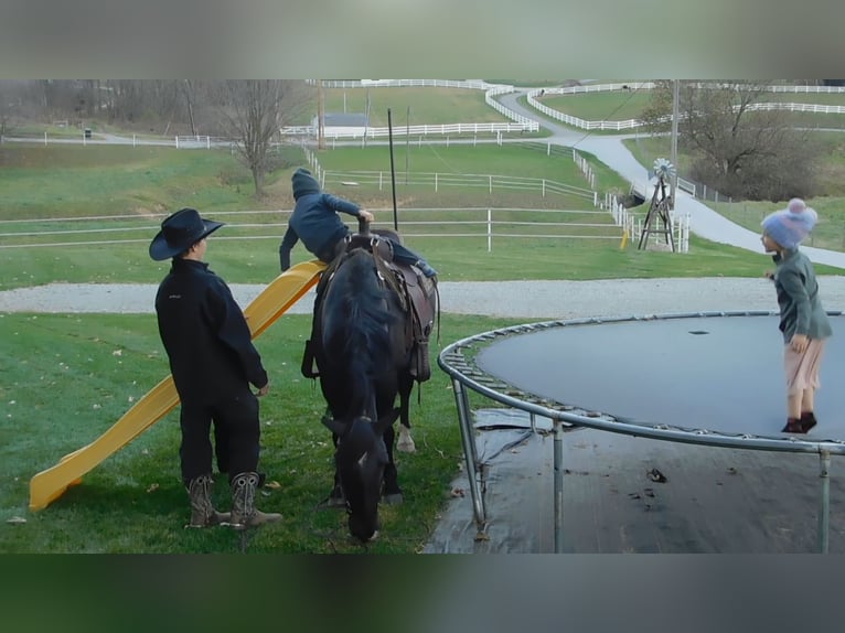 Arbeitspferd Mix Wallach 6 Jahre 150 cm Rappe in Apple Creek
