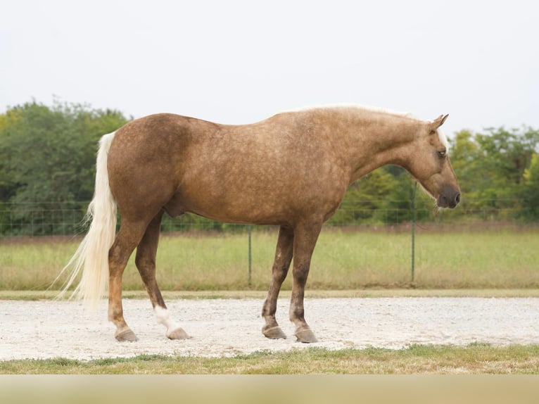 Arbeitspferd Wallach 6 Jahre 152 cm Palomino in Sweet Springs MO