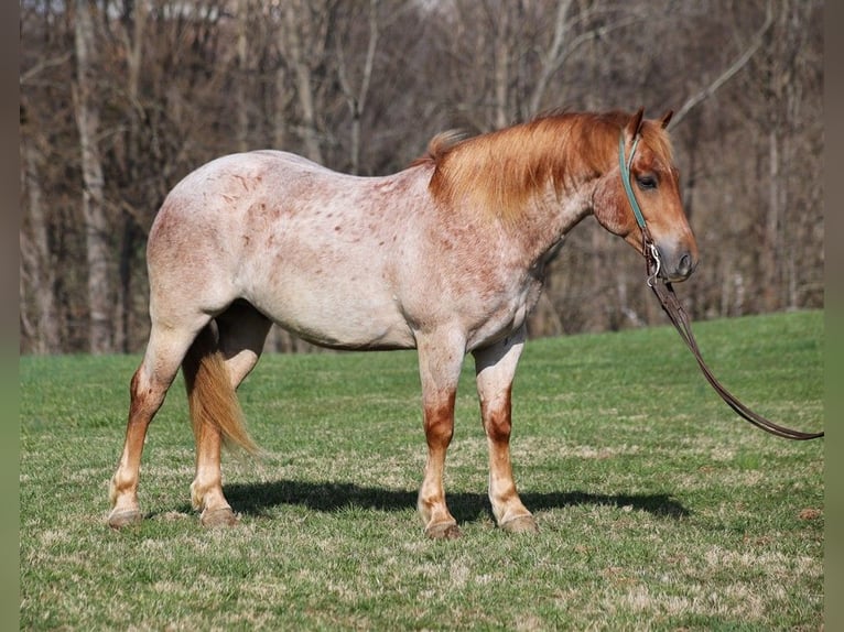 Arbeitspferd Wallach 6 Jahre 152 cm Roan-Red in Level Green KY