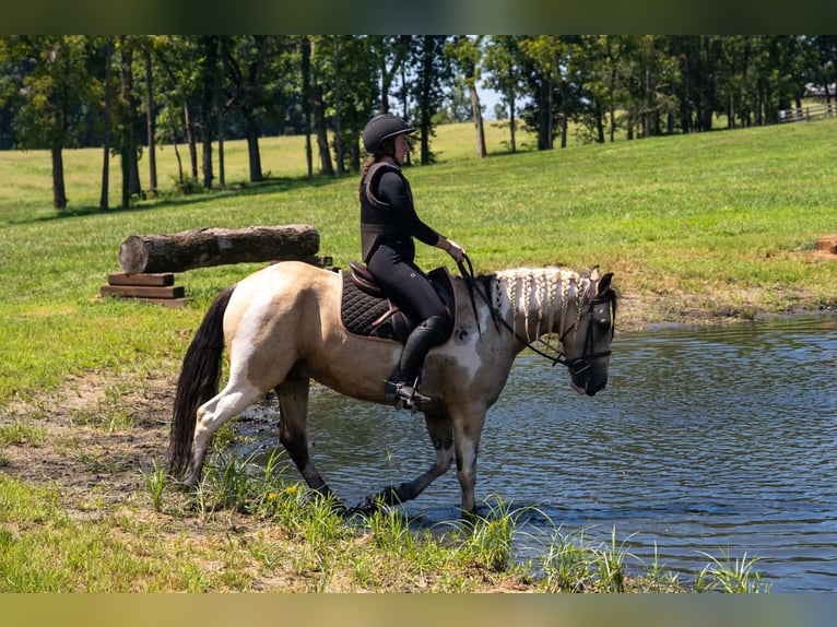 Arbeitspferd Mix Wallach 6 Jahre 152 cm Schecke in Clover