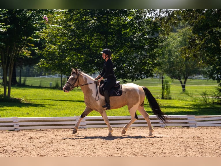 Arbeitspferd Mix Wallach 6 Jahre 152 cm Schecke in Clover