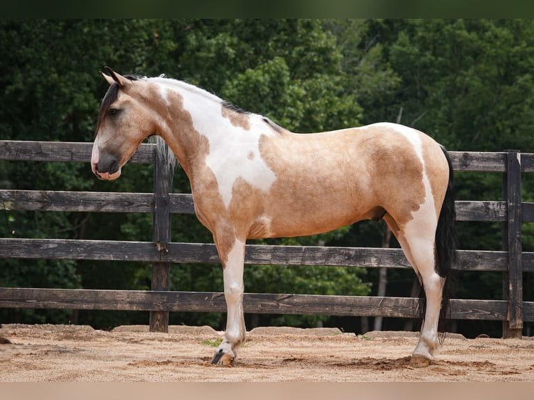 Arbeitspferd Mix Wallach 6 Jahre 152 cm Schecke in Clover