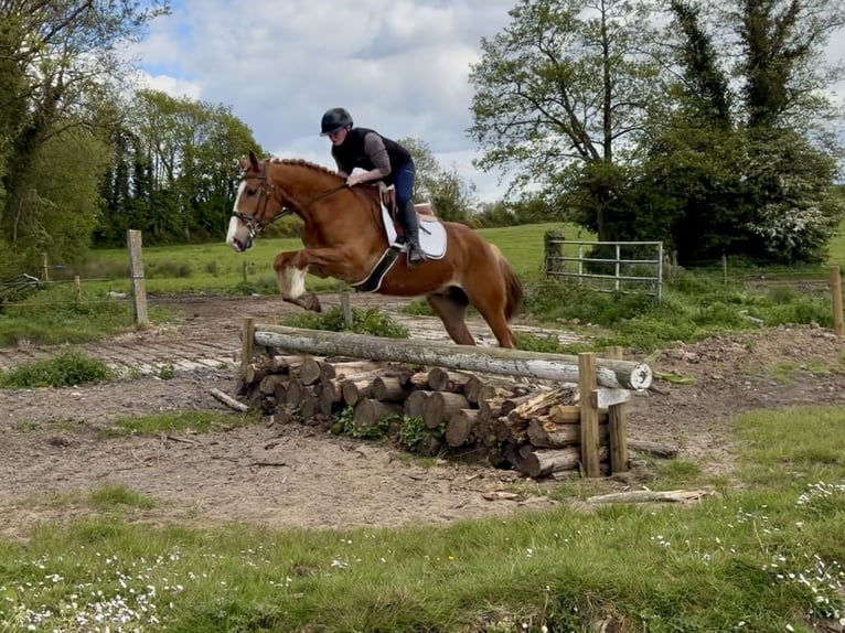 Arbeitspferd Wallach 6 Jahre 153 cm Dunkelfuchs in Laois