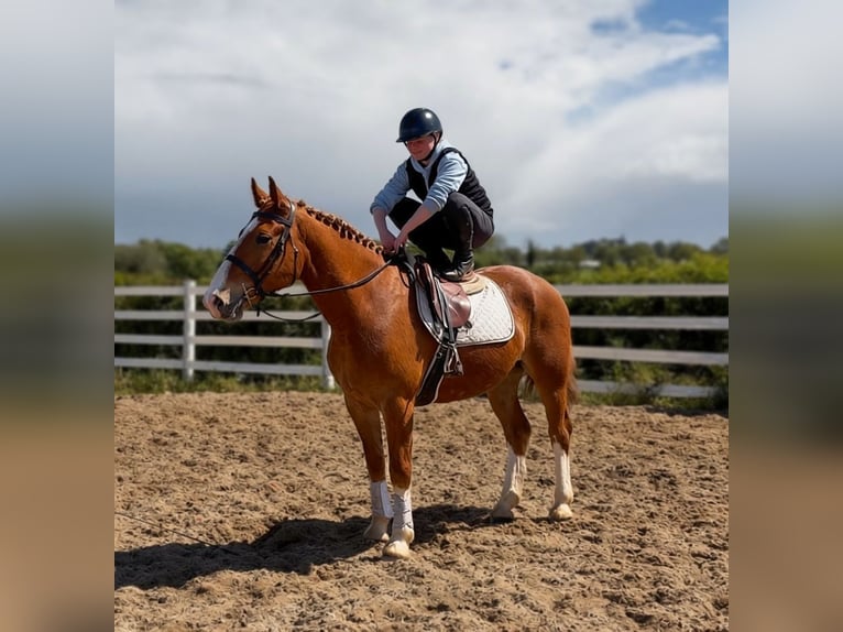 Arbeitspferd Wallach 6 Jahre 153 cm Dunkelfuchs in Laois