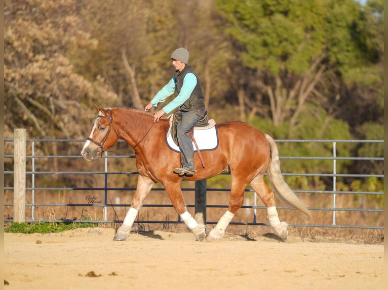 Arbeitspferd Mix Wallach 6 Jahre 157 cm Palomino in Independence