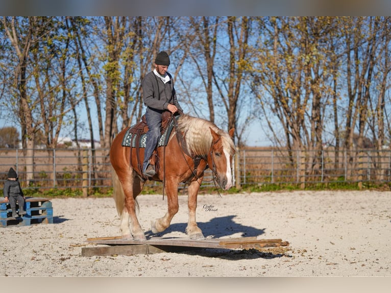 Arbeitspferd Mix Wallach 6 Jahre 157 cm Palomino in Independence