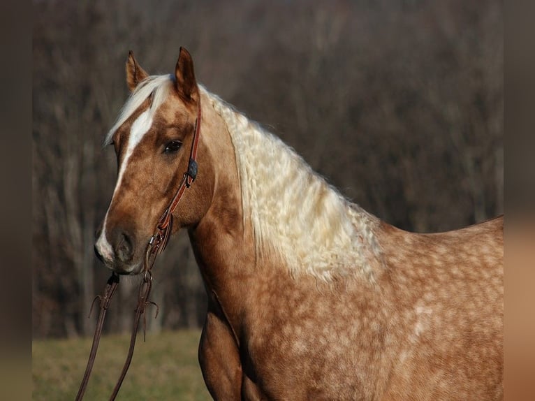 Arbeitspferd Wallach 6 Jahre 157 cm Palomino in Level Green Ky