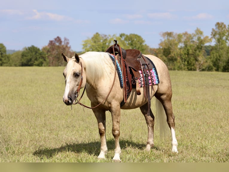 Arbeitspferd Mix Wallach 6 Jahre 157 cm Palomino in Crab Orchard