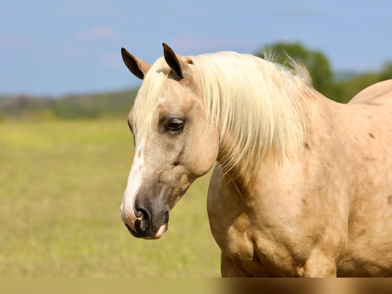Arbeitspferd Mix Wallach 6 Jahre 157 cm Palomino in Crab Orchard