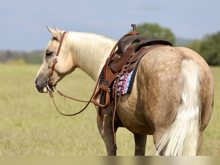 Arbeitspferd Mix Wallach 6 Jahre 157 cm Palomino in Crab Orchard