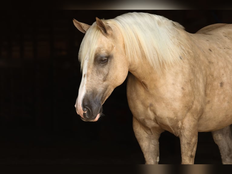 Arbeitspferd Mix Wallach 6 Jahre 157 cm Palomino in Crab Orchard