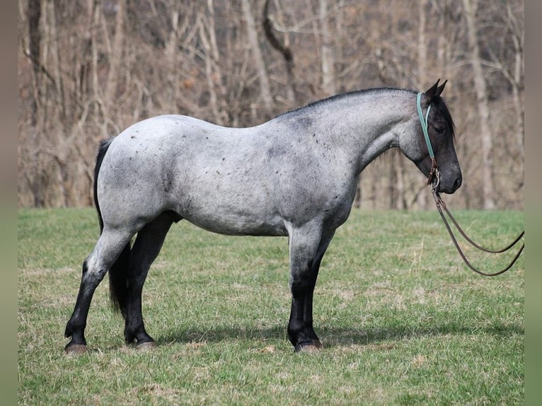 Arbeitspferd Wallach 6 Jahre 157 cm Roan-Blue in Mount Vernon