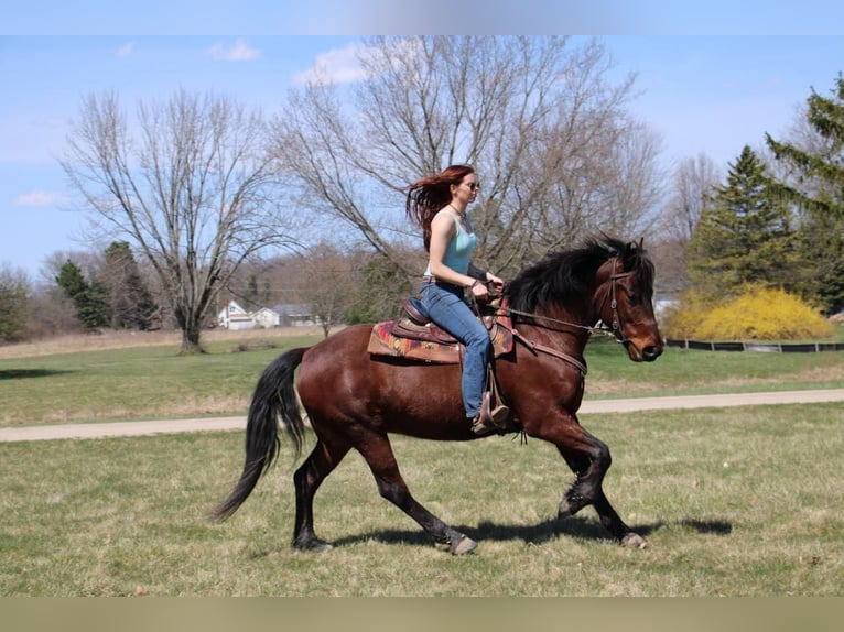 Arbeitspferd Wallach 6 Jahre 157 cm Rotbrauner in Howell, MI