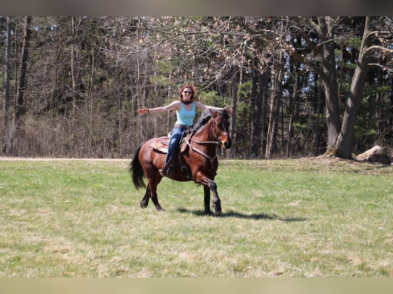 Arbeitspferd Wallach 6 Jahre 157 cm Rotbrauner in Howell, MI