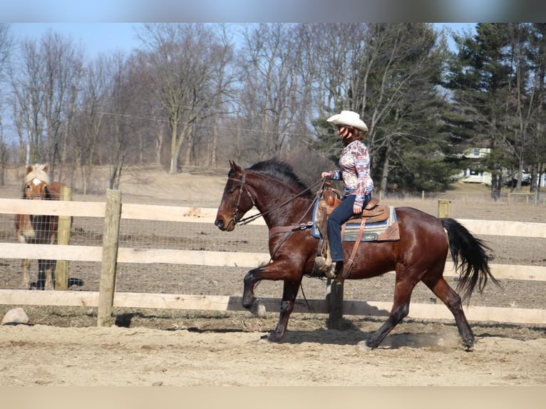 Arbeitspferd Wallach 6 Jahre 157 cm Rotbrauner in Howell, MI