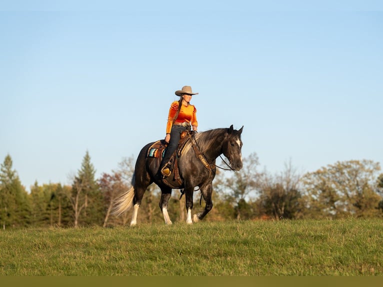 Arbeitspferd Mix Wallach 6 Jahre 157 cm Schimmel in Aguila