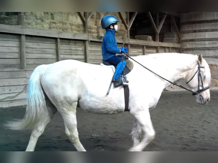 Arbeitspferd Wallach 6 Jahre 160 cm Palomino in Jeffersonton