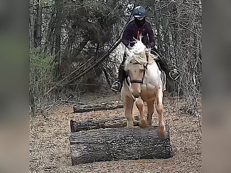 Arbeitspferd Wallach 6 Jahre 160 cm Palomino in Jeffersonton
