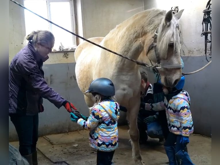 Arbeitspferd Wallach 6 Jahre 160 cm Palomino in Jeffersonton