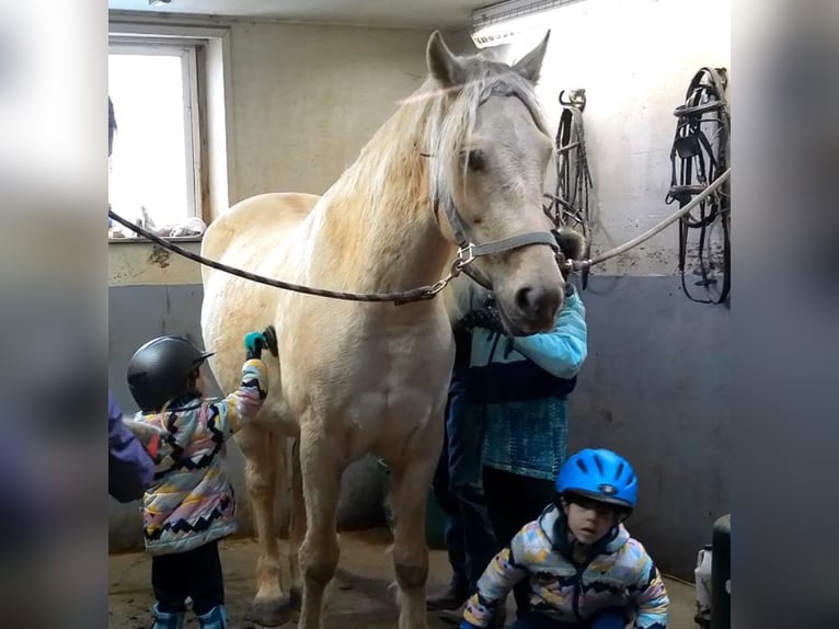 Arbeitspferd Wallach 6 Jahre 160 cm Palomino in Jeffersonton